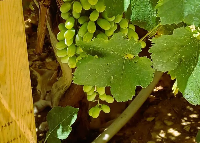 The In בית נופש